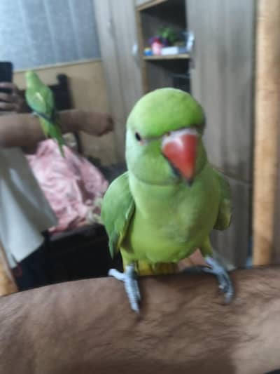 fully talking tame bird
