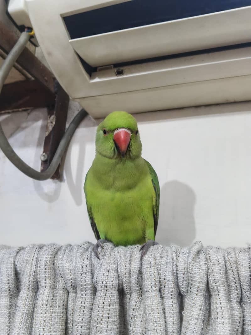 fully talking tame bird 1