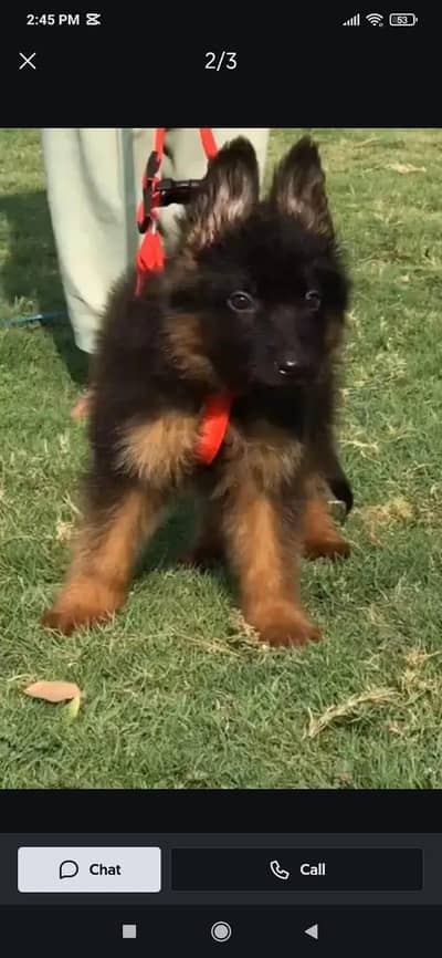 German shepherd | Puppy | GSD | Dog for sale | Whatsapp O32124O54O9