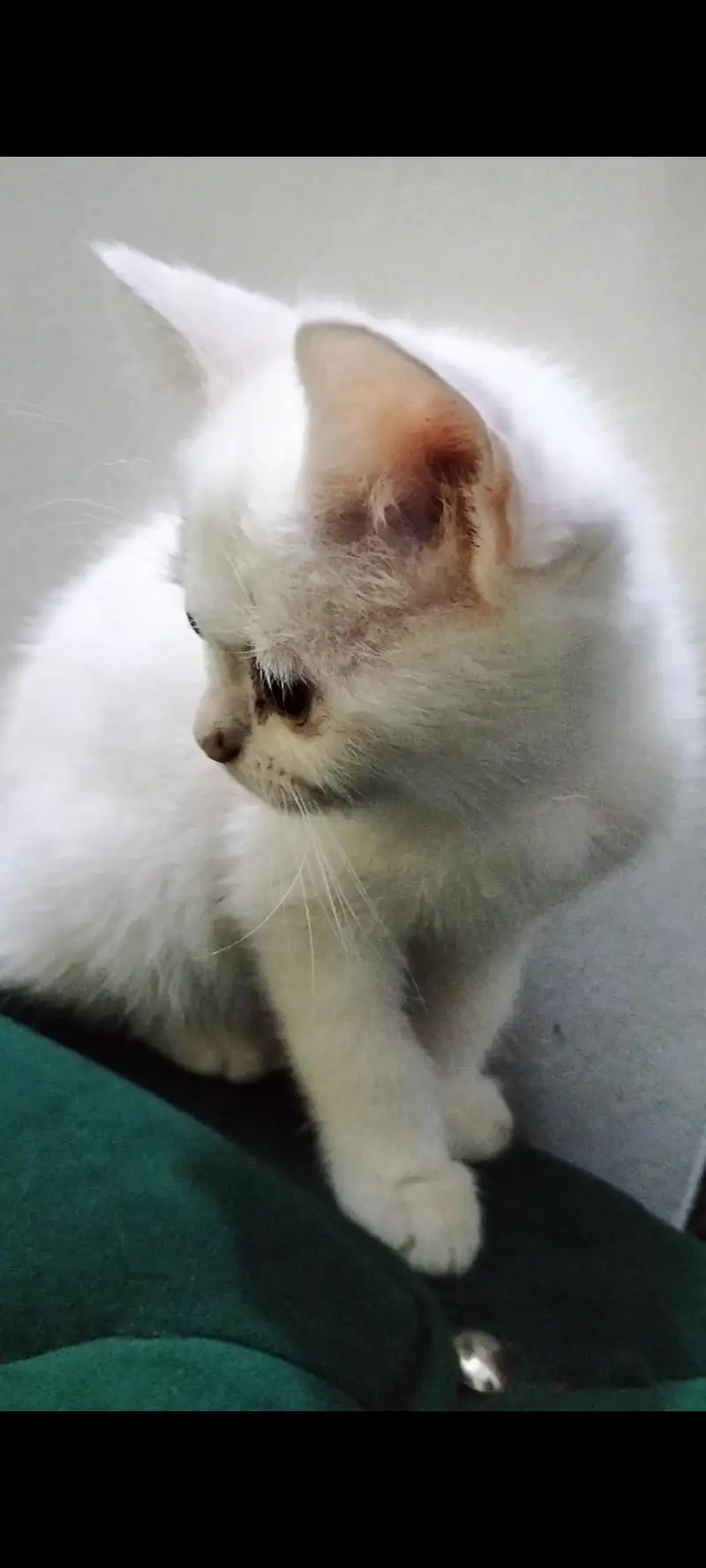 British Shorthair Breed — photo 2