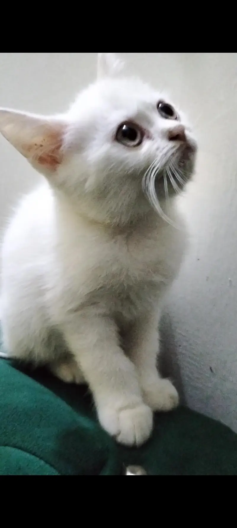 British Shorthair Breed — photo 3