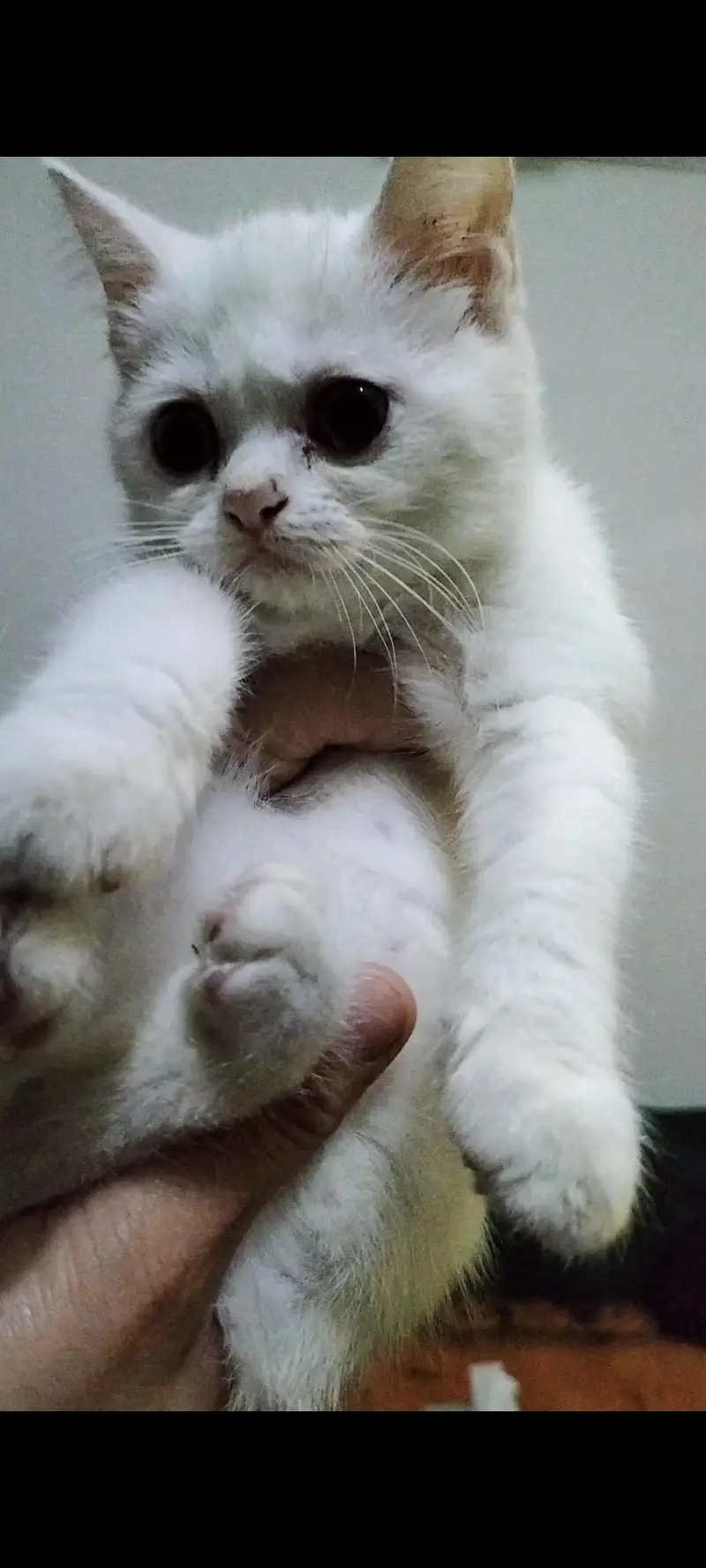 British Shorthair Breed — photo 5
