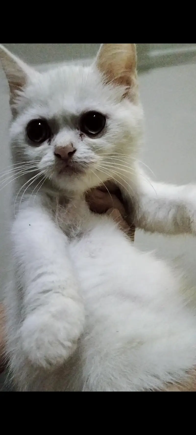 British Shorthair Breed — photo 6