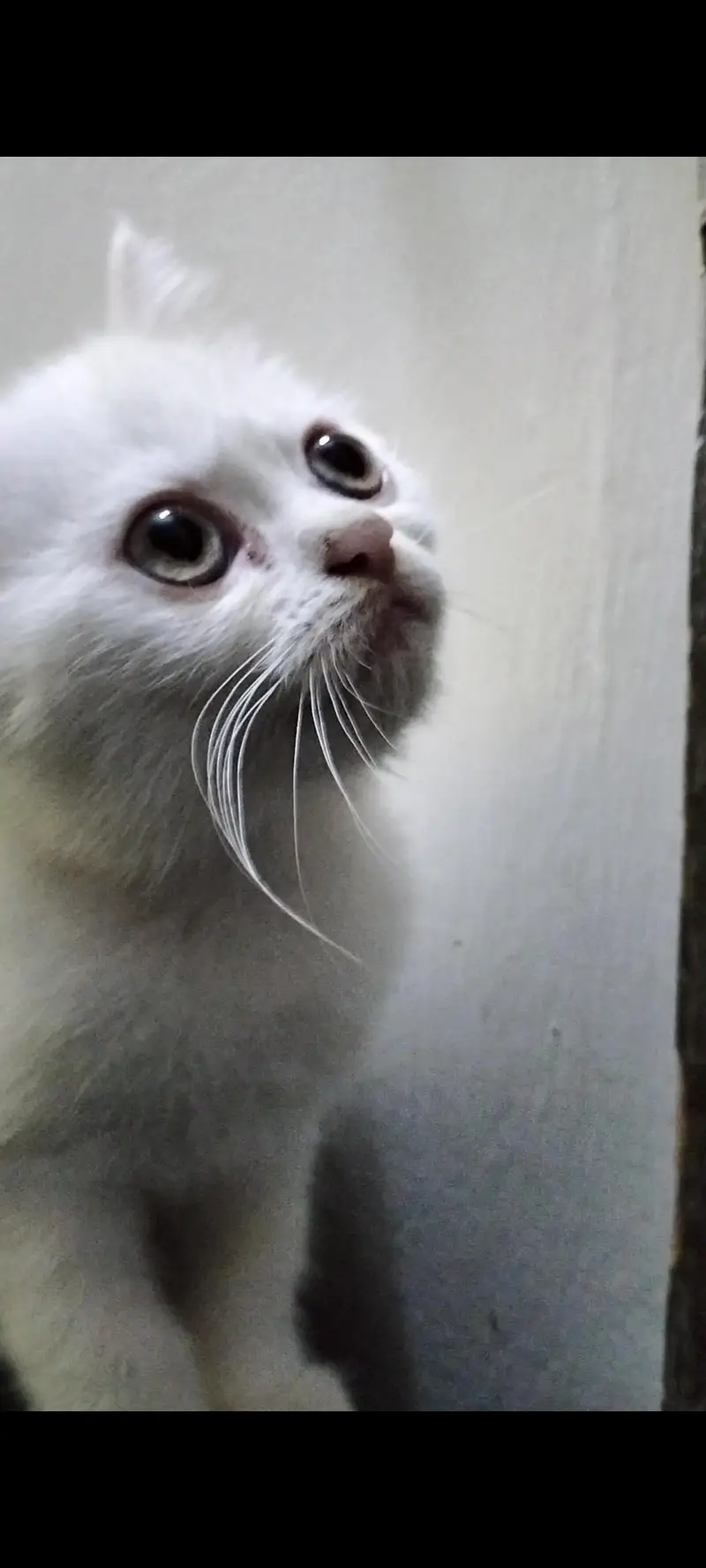 British Shorthair Breed — photo 7