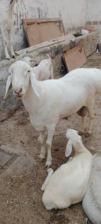 Breeder Chakki Wala dumba for sale