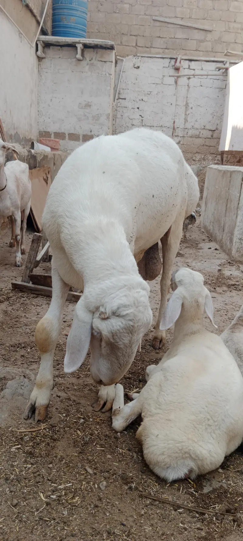 Breeder Chakki Wala dumba for sale — photo 2