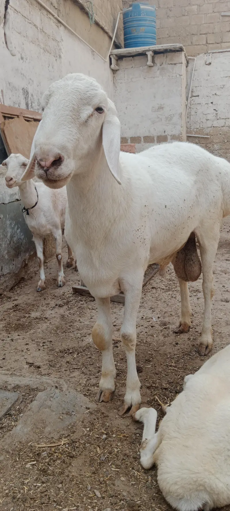 Breeder Chakki Wala dumba for sale — photo 3