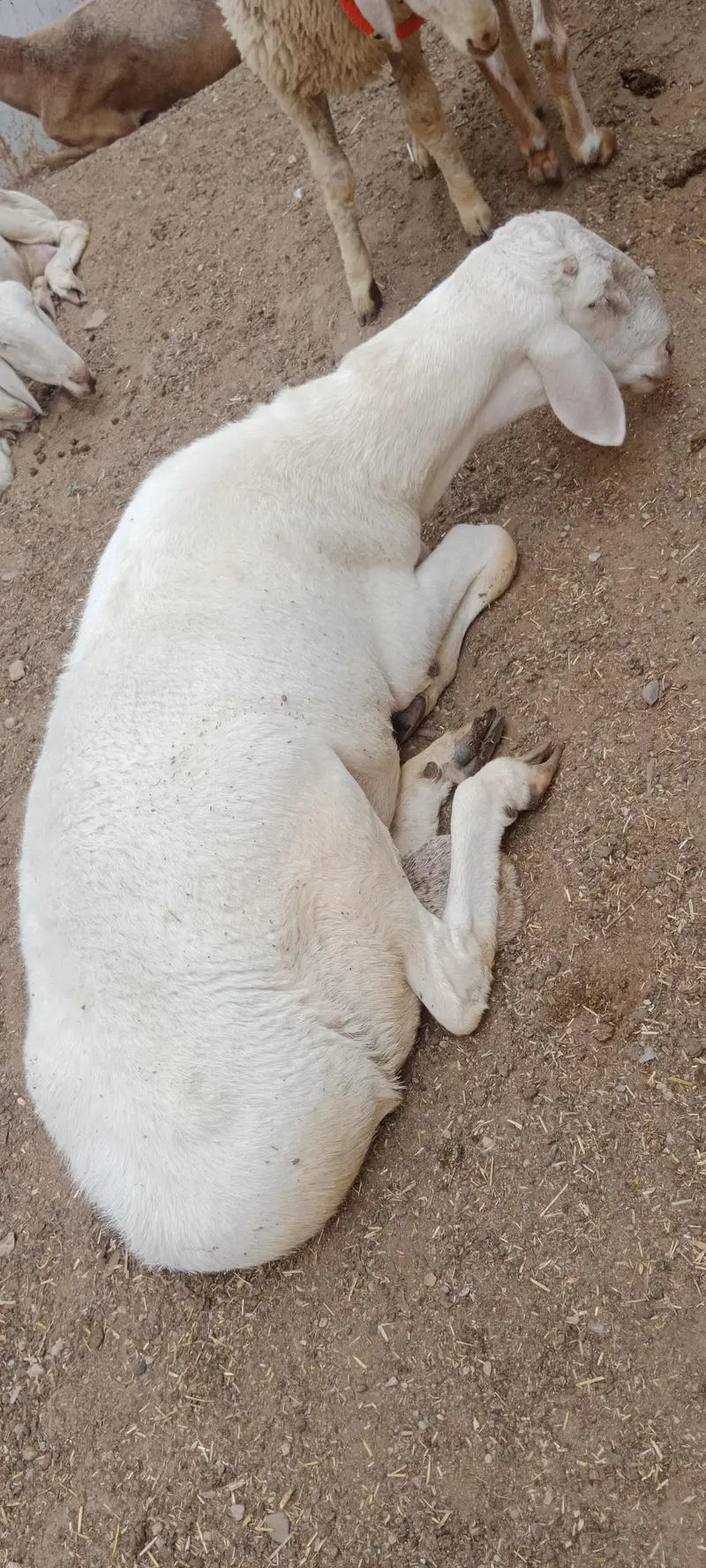 Breeder Chakki Wala dumba for sale — photo 4