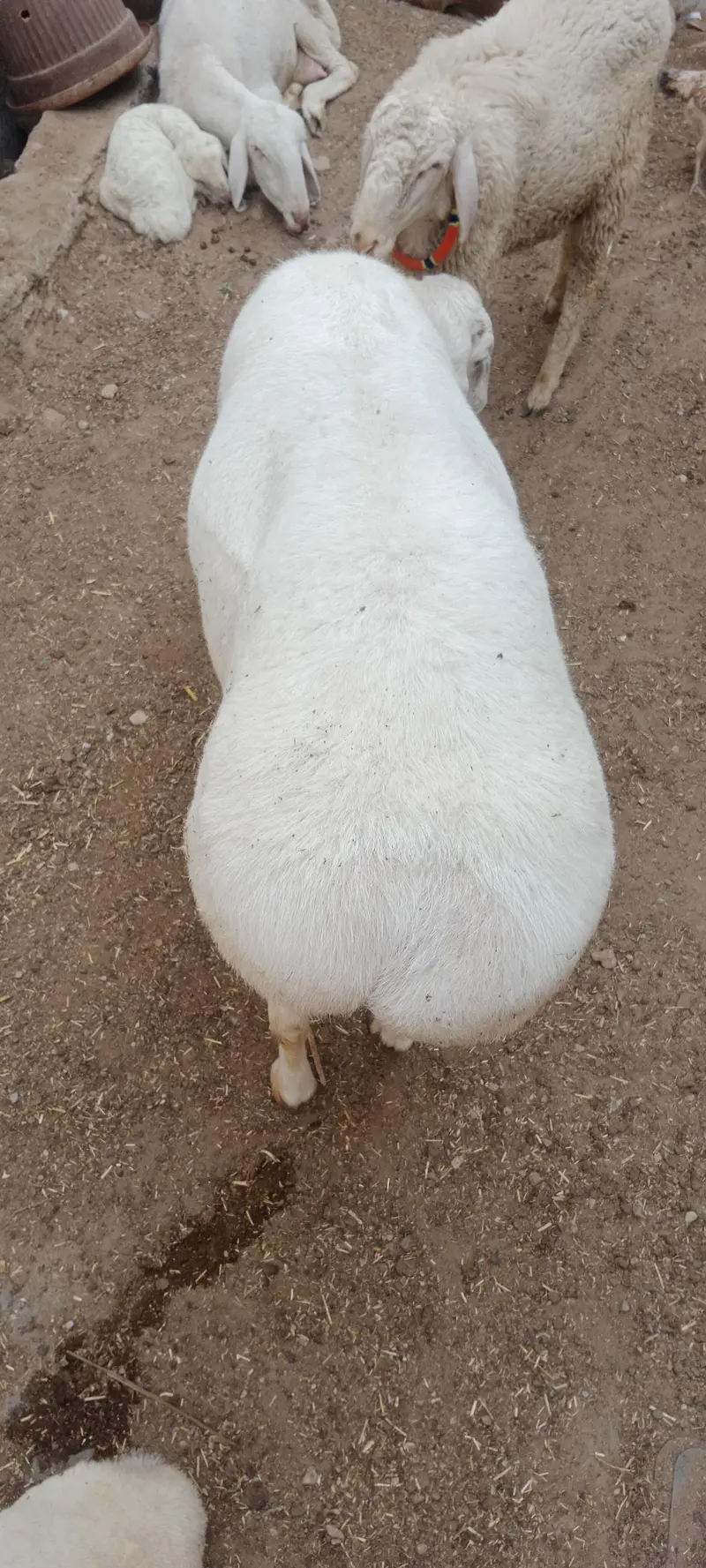 Breeder Chakki Wala dumba for sale — photo 5