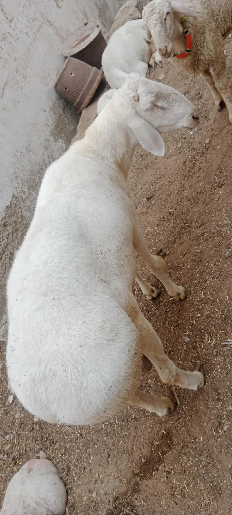 Breeder Chakki Wala dumba for sale — photo 6