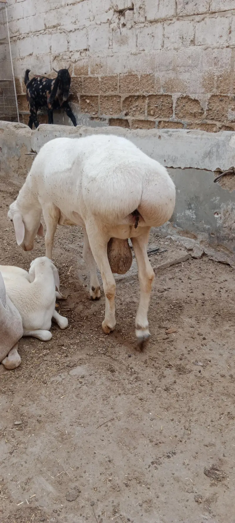 Breeder Chakki Wala dumba for sale — photo 7