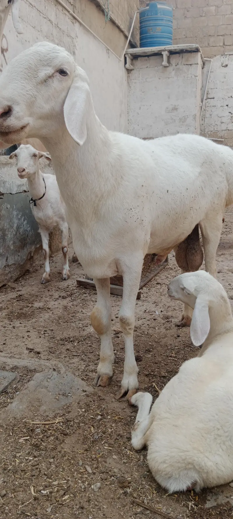 Breeder Chakki Wala dumba for sale — photo 8