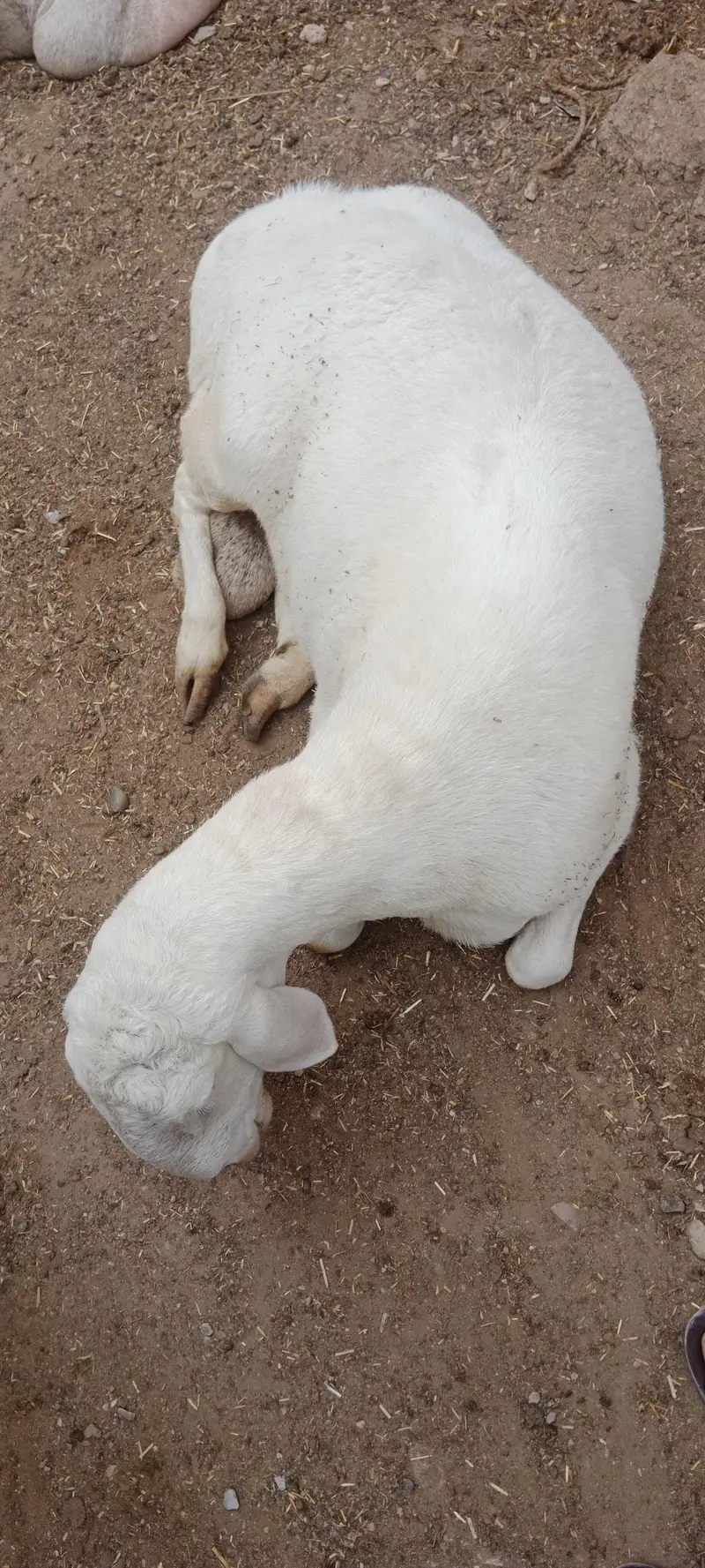 Breeder Chakki Wala dumba for sale — photo 9