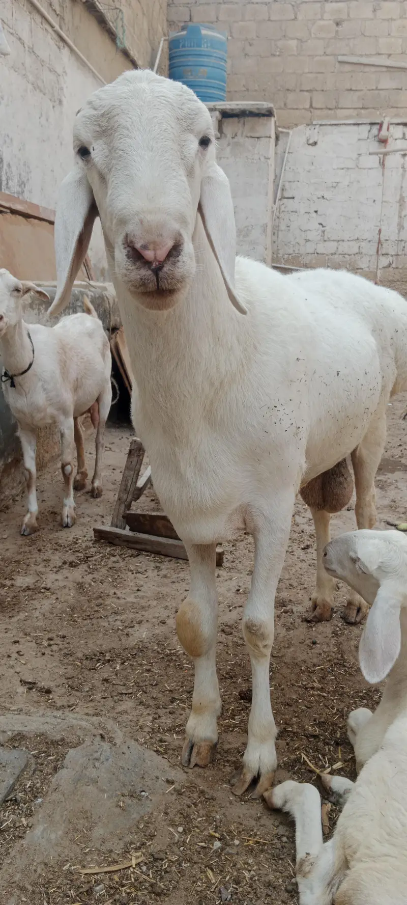 Breeder Chakki Wala dumba for sale — photo 10