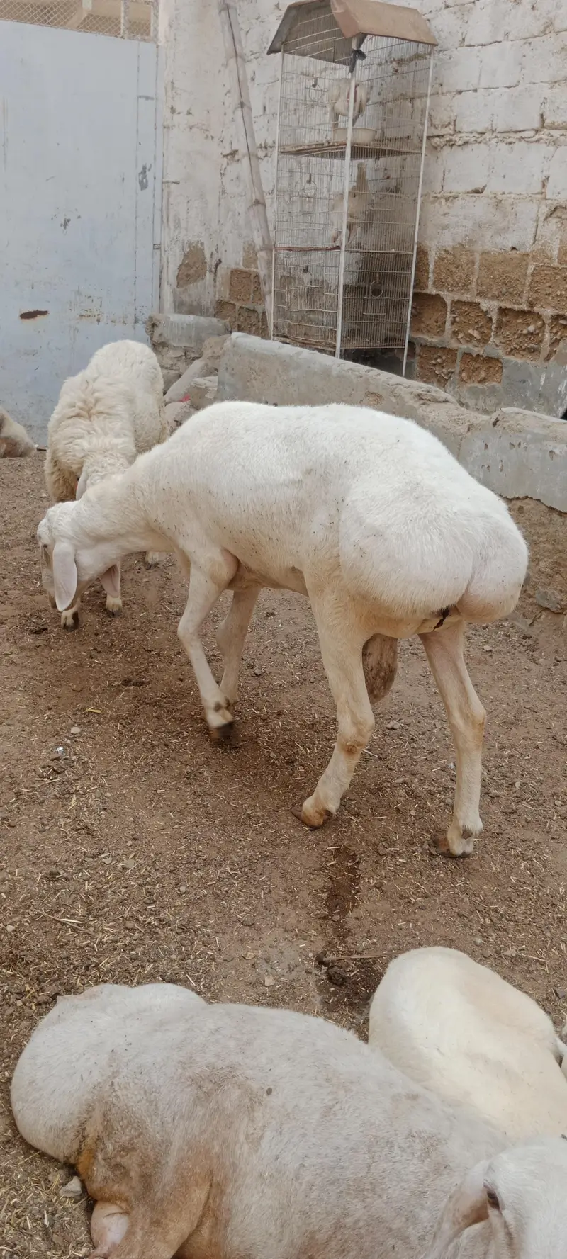 Breeder Chakki Wala dumba for sale — photo 11