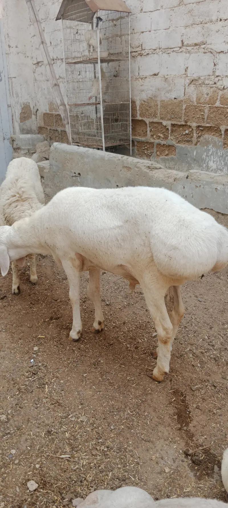 Breeder Chakki Wala dumba for sale — photo 12