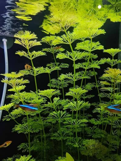 aquarium plants