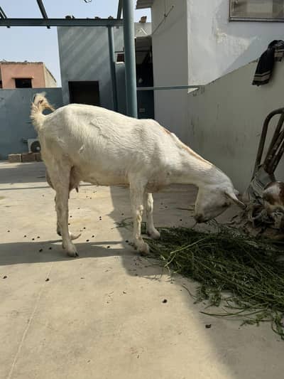 Bakri and two male baby goats