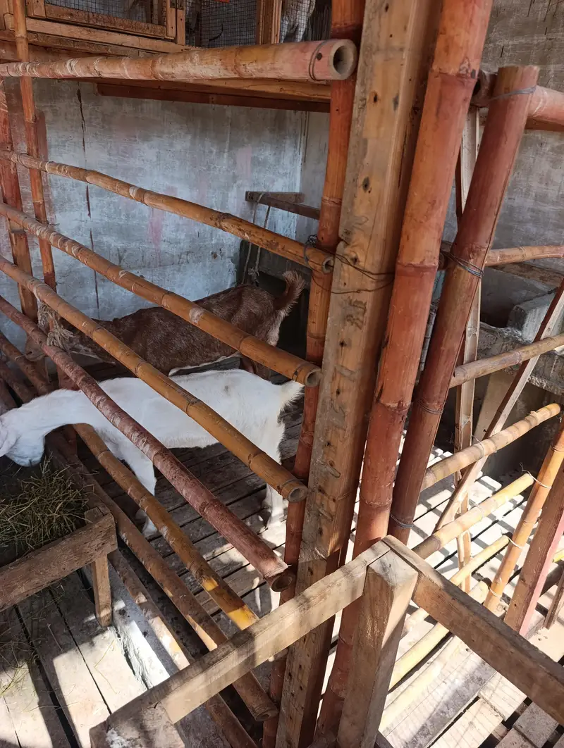 Bakri Doodh available — photo 2