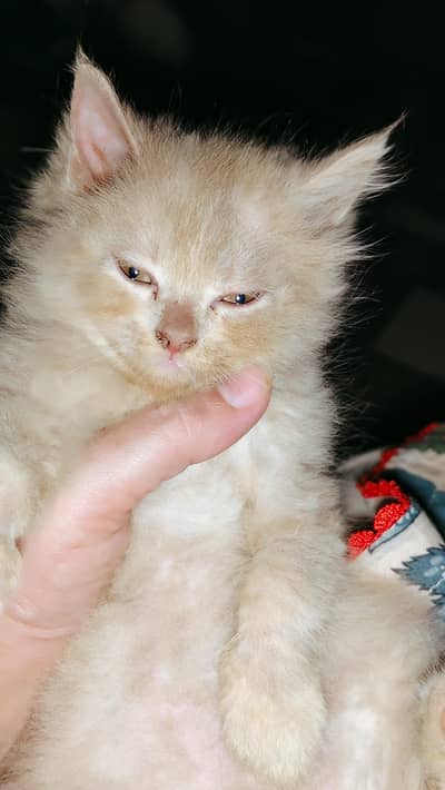 kitten for sale