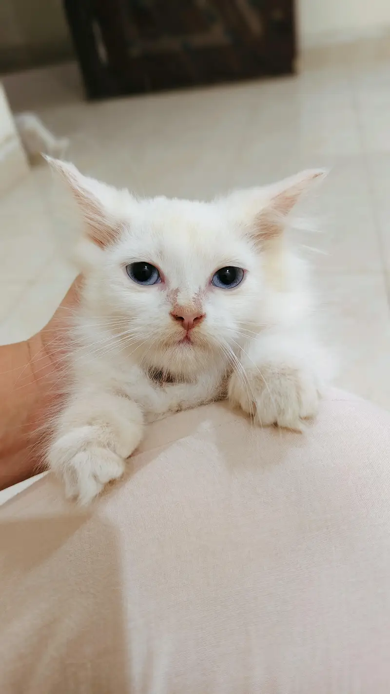 kitten for sale — photo 2