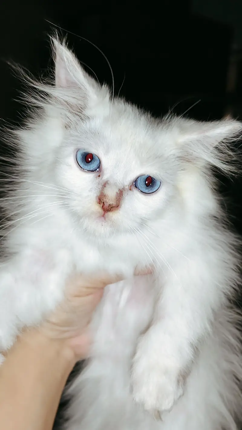 kitten for sale — photo 3