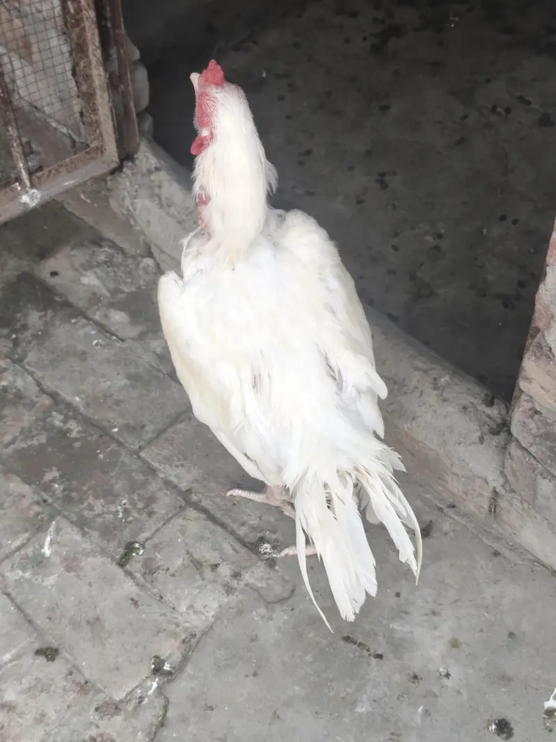 for sale in good price — photo 3
