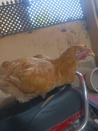 golden buff ak Mali or 2 female ha top quality ke ha a urgent sale ha