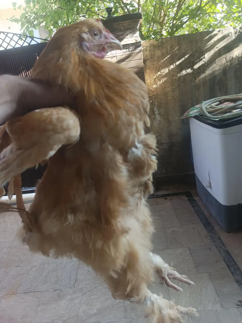 golden buff ak Mali or 2 female ha top quality ke ha a urgent sale ha — photo 2