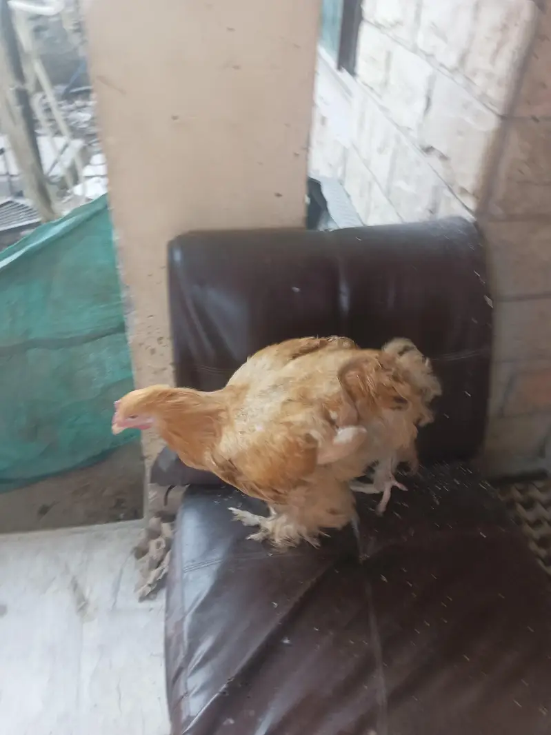 golden buff ak Mali or 2 female ha top quality ke ha a urgent sale ha — photo 3