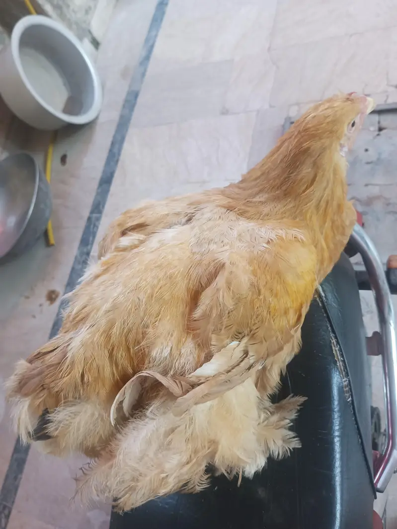 golden buff ak Mali or 2 female ha top quality ke ha a urgent sale ha — photo 4