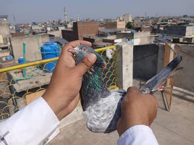 Imamdin patha for sell