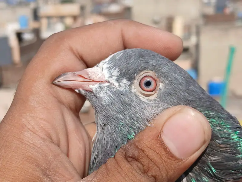 Imamdin patha for sell — photo 2