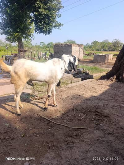 Pka Kheera Beetal Bakra