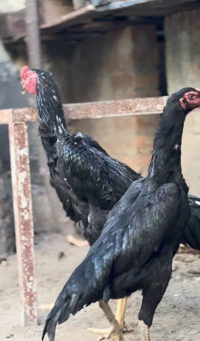 Pure Shamo breeder pair
