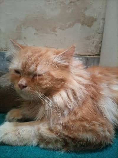 brown Persian cat for sale