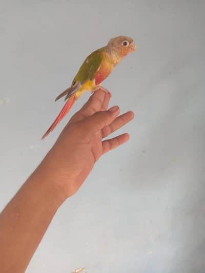 painapple conure parrot hand tam friendly phata