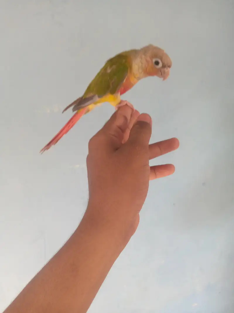 painapple conure parrot hand tam friendly phata — photo 2