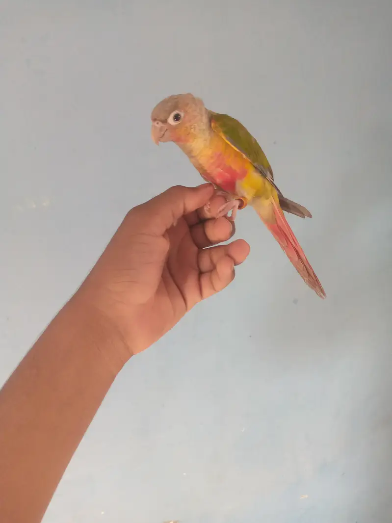 painapple conure parrot hand tam friendly phata — photo 3