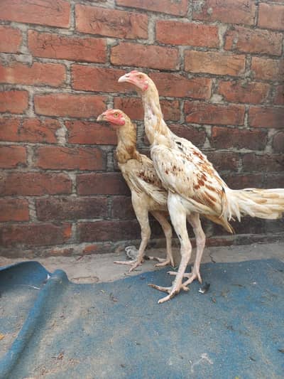 Sindhi and parmoz ka cross ha