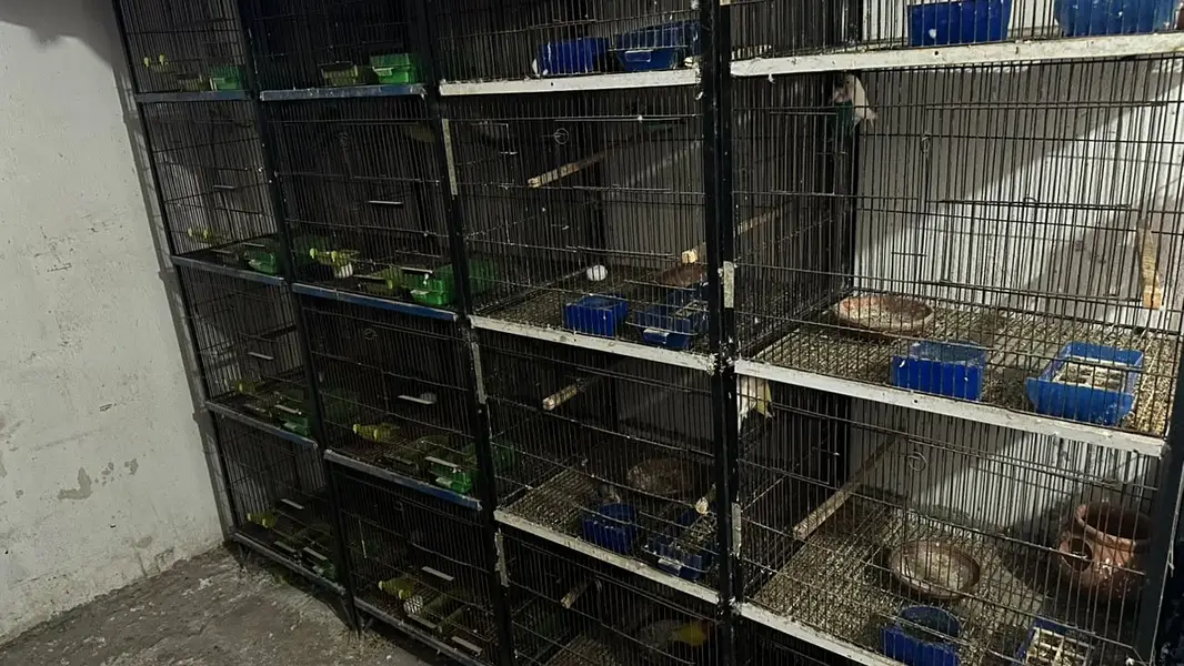 Metal cage best for all type of birds. — photo 3