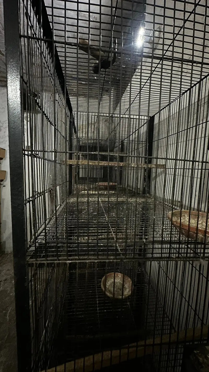 Metal cage best for all type of birds. — photo 5