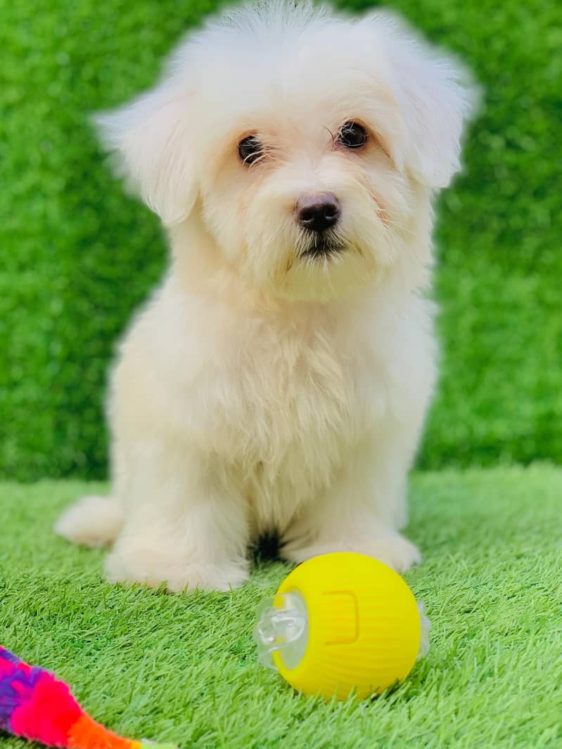 poodle puppy available female - Dogs - 1120598414