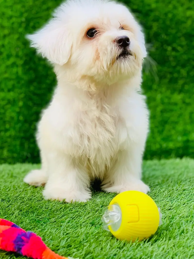 poodle puppy available female — photo 2