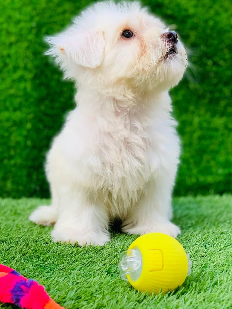 poodle puppy available female - Dogs - 1120598414