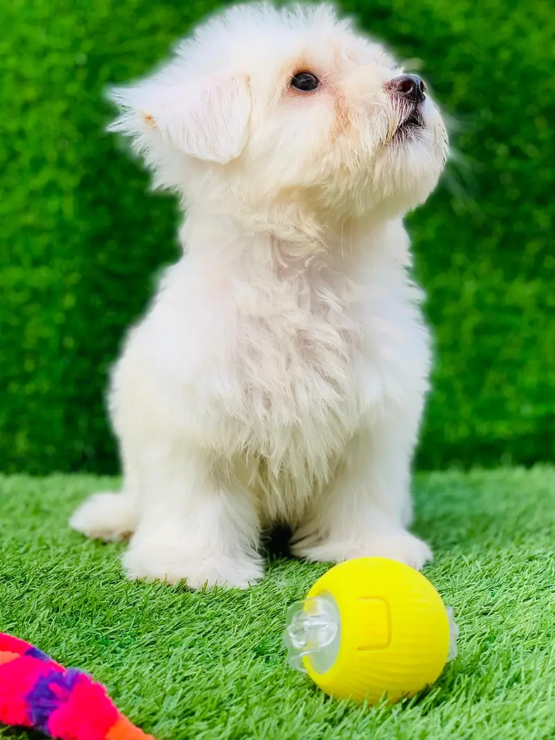 poodle puppy available female — photo 3