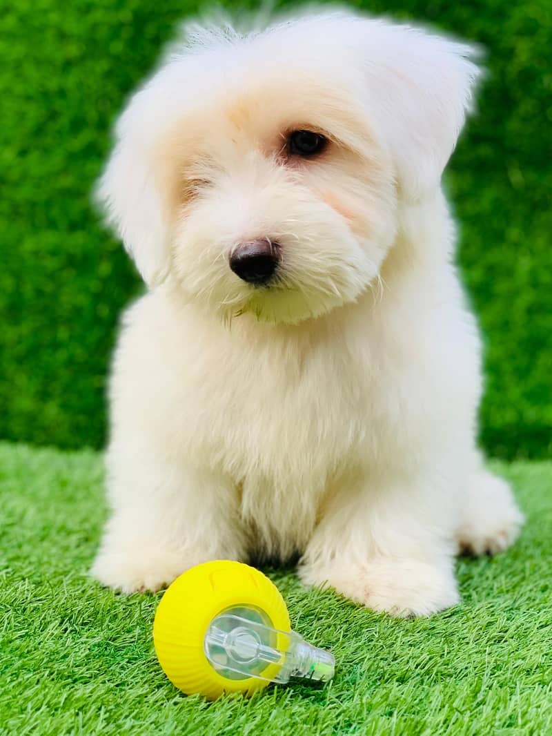 poodle puppy available female - Dogs - 1120598414