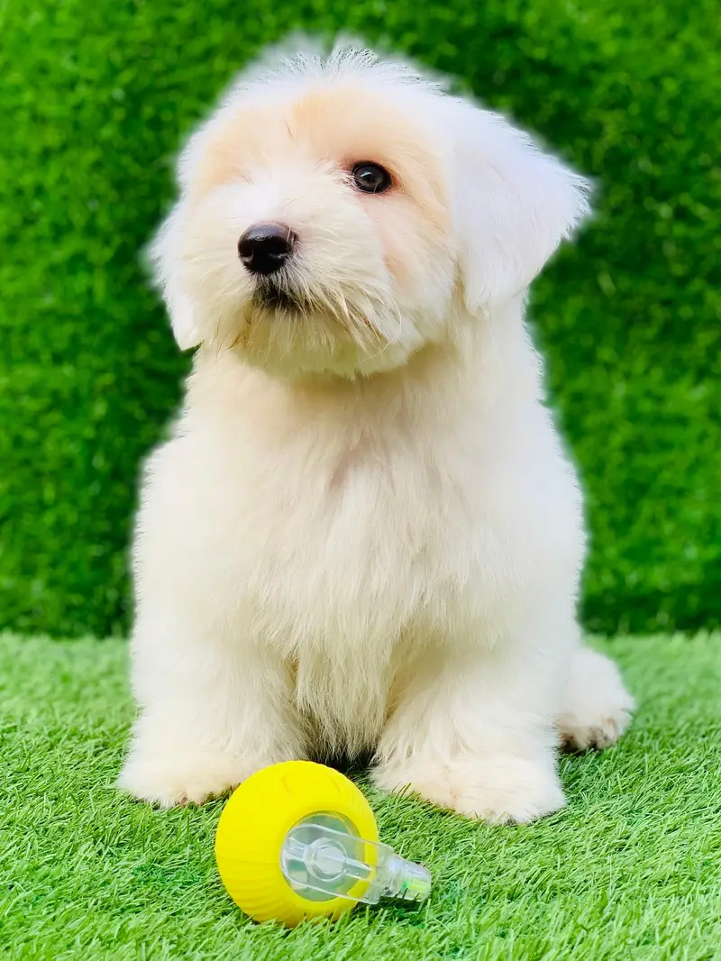 poodle puppy available female — photo 5