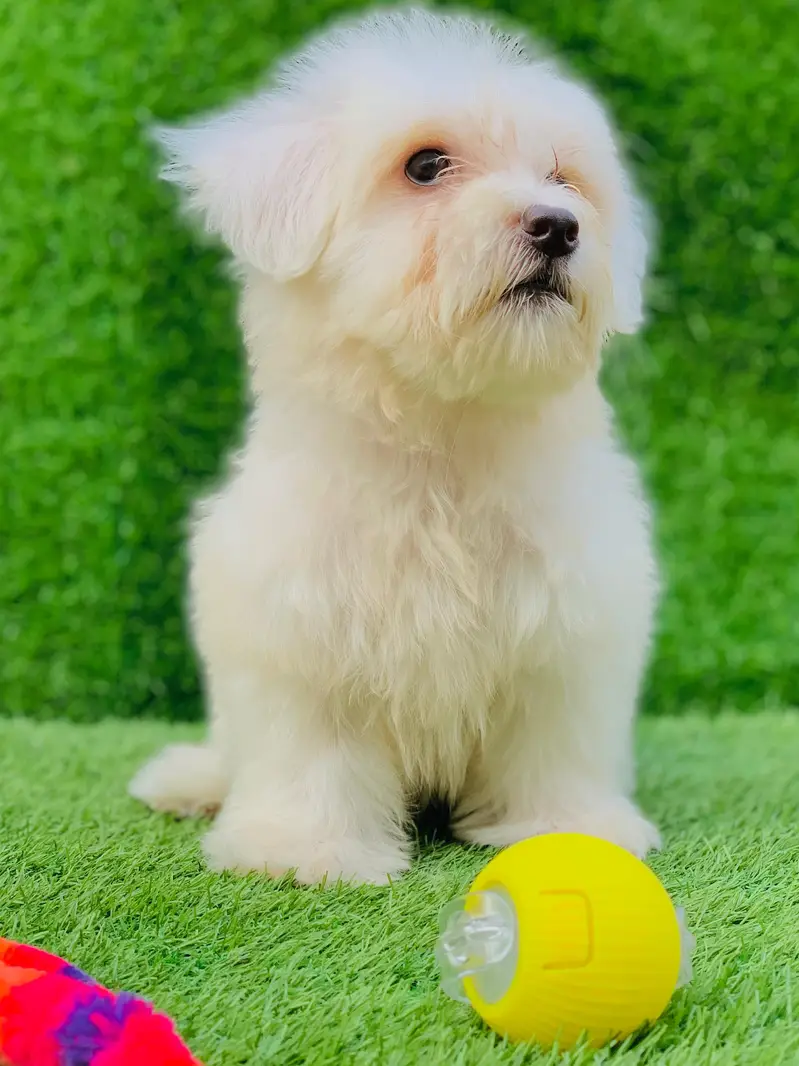 poodle puppy available female — photo 6