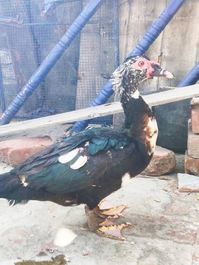 Moscovi Male Ducks